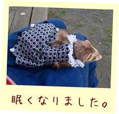 フェレット服・ポンポン青いハート・フェレット1