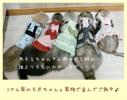 フェレットの洋服・服・お姫様・ふりふり水玉・緑１