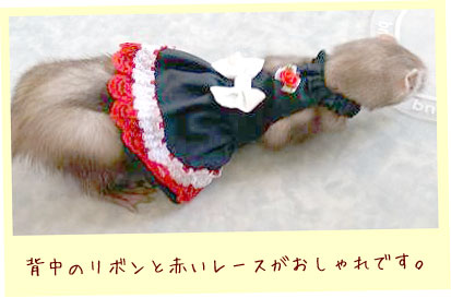 フェレットの洋服・ごすろり・黒に白リボン赤レース・フェレット