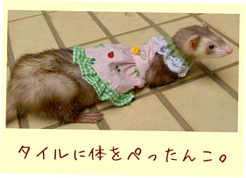 フェレットの服・てんとう虫クローバーピンク・フェレット