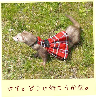 フェレット洋服・チェック・赤・フェレット