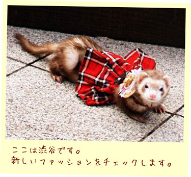 フェレット洋服・チェック・赤・フェレット３
