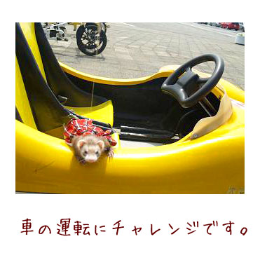フェレット洋服・チェック・赤・フェレット４