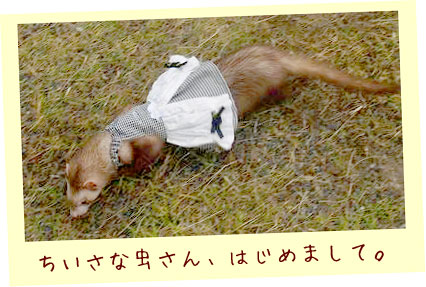 フェレットの服・白黒カーテン・フェレット