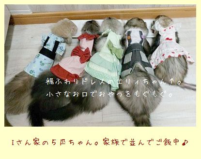 フェレット服・ピンクと赤ハート４