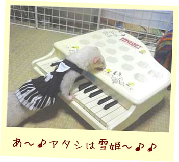 フェレット洋服・ピアノ鍵盤・フェレット