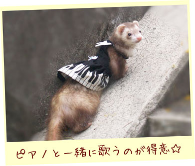 フェレット洋服・ピアノ鍵盤・フェレット２