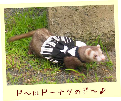 フェレット洋服・ピアノ鍵盤・フェレット４