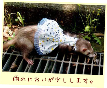 フェレットの服・梅雨の傘水色・フェレット３
