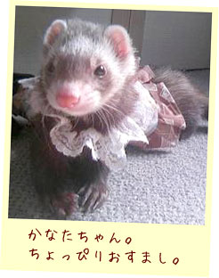フェレットの服・切手柄ふわり茶色フェレット