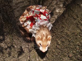 フェレットの服・切手柄ふわり赤・フェレット１
