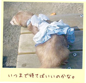 フェレットの洋服・ふりふり天使・ブルー・フェレット１