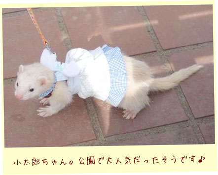フェレットの洋服・ふりふり天使・ブルー・フェレット４