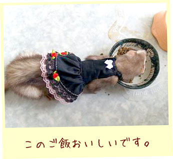 フェレット服・ごすろり・黒に赤いバラとピンクレース・フェレット１