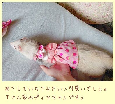 フェレット洋服・いちご・ピンクのいちご・フェレット１