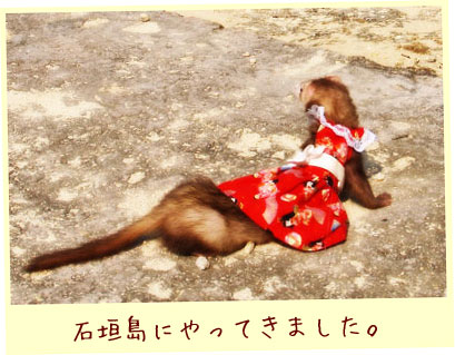 フェレット洋服・まりつき・赤・フェレット３