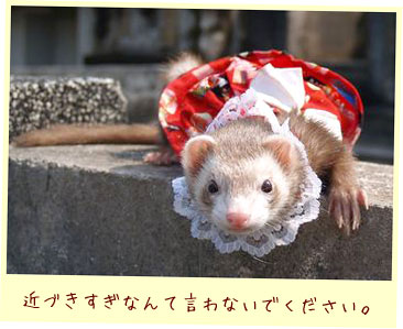 フェレット洋服・まりつき・赤・フェレット４