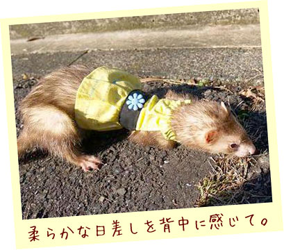 フェレットの服・お花のボタン・薄い緑・フェレット１