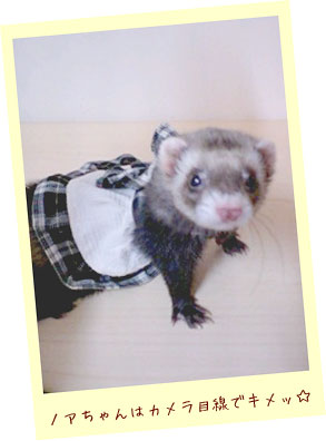 フェレット洋服・プレゼント緑・フェレット