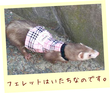 フェレット洋服・文字入りドレス・ピンク・いたちぐみふぇれっと・フェレット１