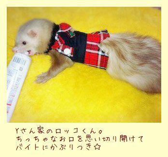フェレットのズボン・男の子・オス・元気にお遊びズボン・赤チェック・お客様のフェレット２