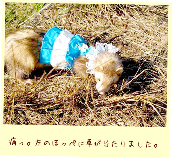 フェレット洋服・青と白の段々ふりふり・フェレット２