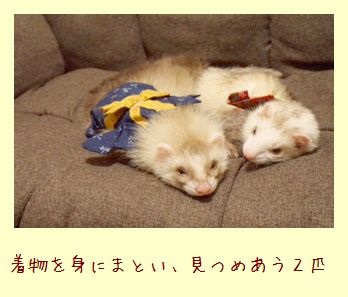 フェレット着物・とんぼ青色・サンプルお客様１