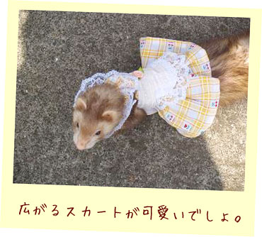 フェレットの服・チューリップエプロン・黄色・フェレット１