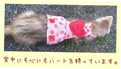 フェレットの服・バレンタインハートハワイフェレット１