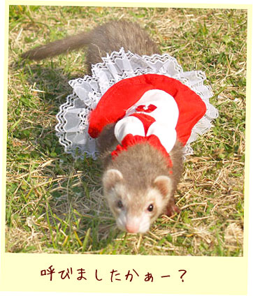 フェレットの洋服・ウェイトレス・赤・フェレット２