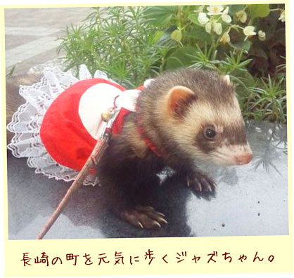 フェレットの洋服・ウェイトレス・赤・フェレット５