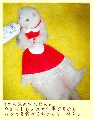 フェレットの洋服・ウェイトレス・赤・フェレット６