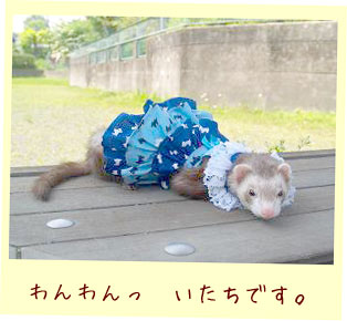 フェレットの洋服・ふりふり・青いわんちゃん・フェレット１