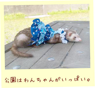 フェレットの洋服・ふりふり・青いわんちゃん・フェレット２