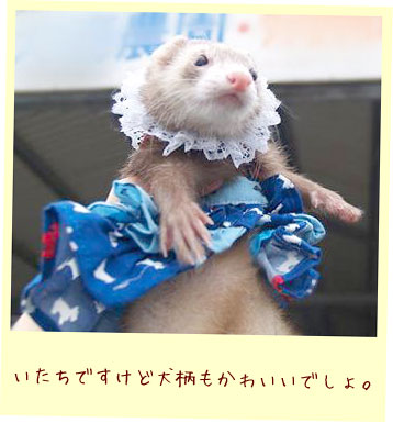 フェレットの洋服・ふりふり・青いわんちゃん・フェレット３