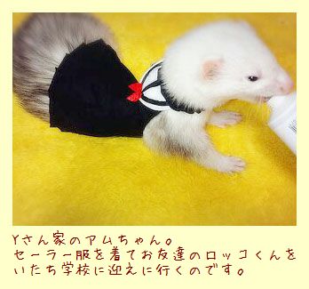 フェレット服・制服・セーラー服フェレット４