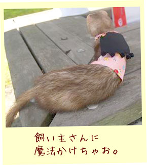 フェレットのベスト・ピンクに黒のマント・フェレット２
