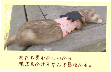 フェレットのベスト・ピンクに黒のマント・フェレット３