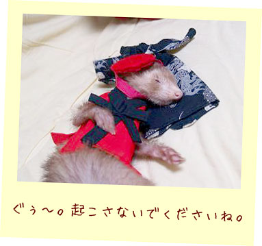 フェレット着物・長寿の赤いちゃんちゃんこ・フェレット