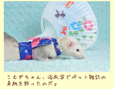 フェレット浴衣・振り袖・青の金魚３