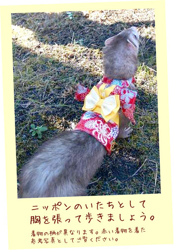 フェレット着物・姫君の晴れ着・赤に黄色帯３