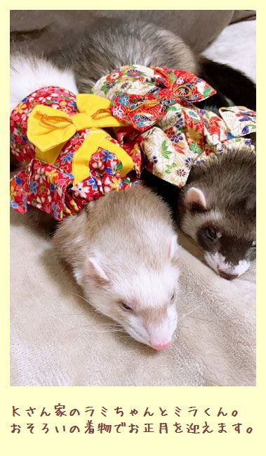 フェレット着物・姫君の晴れ着・赤に黄色帯３