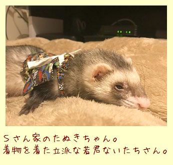 フェレット着物・若様の晴れ着・濃紺に白リボン・お客様のフェレット