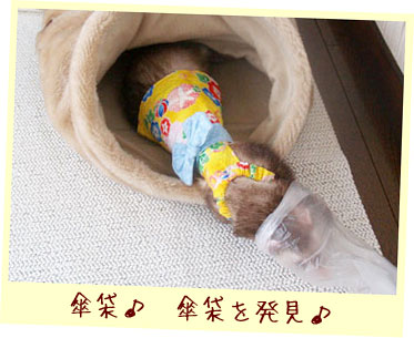 フェレット浴衣・黄色いあじさい＋赤い帯・フェレット３