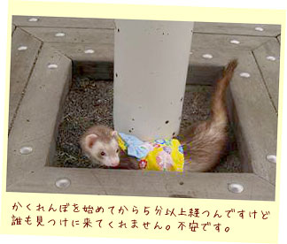 フェレット着物・浴衣・黄色い花火・フェレット２